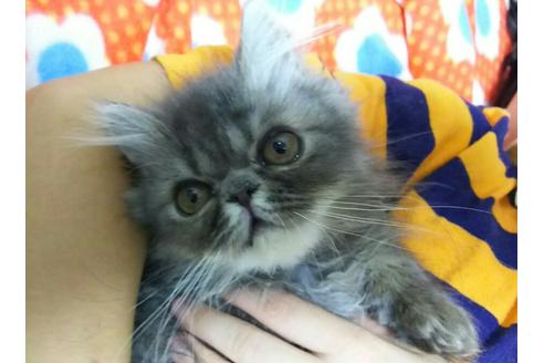 成約済の愛知県のエキゾチックショートヘア-1263の2枚目