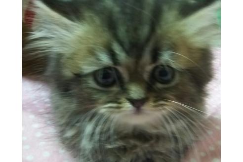 成約済の愛知県のペルシャ(チンチラ)-1262の4枚目