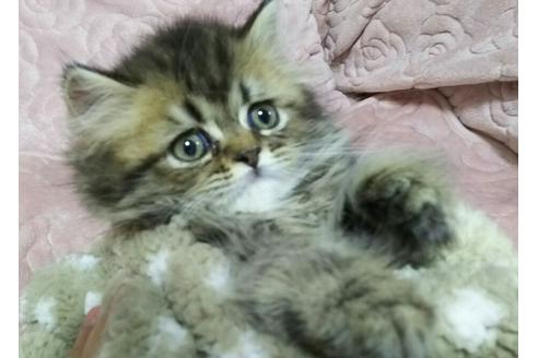 成約済の愛知県のペルシャ(チンチラ)-1262の3枚目