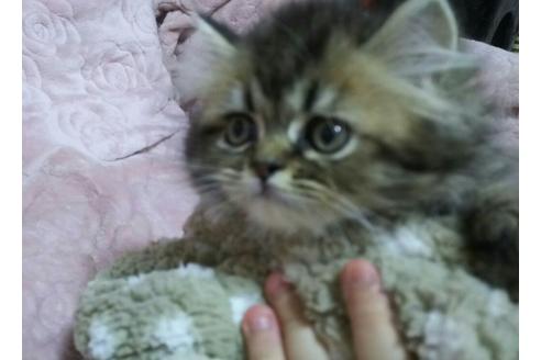 成約済の愛知県のペルシャ(チンチラ)-1262の2枚目