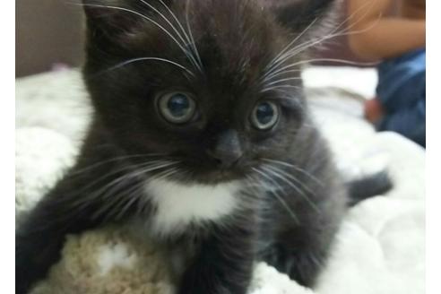 成約済の愛知県のスコティッシュフォールド-1306の5枚目