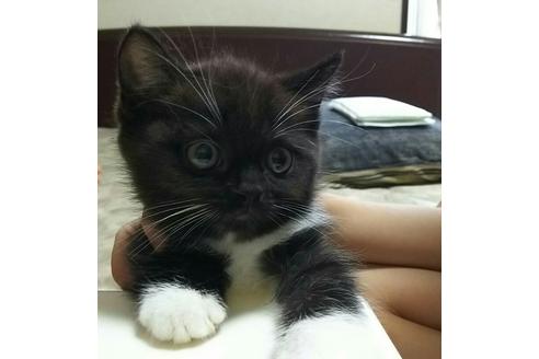 成約済の愛知県のスコティッシュフォールド-1306の4枚目