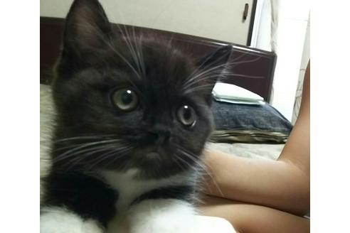 成約済の愛知県のスコティッシュフォールド-1306の1枚目