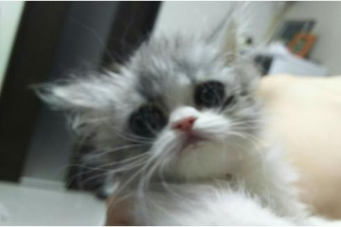 成約済の愛知県のペルシャ-1341の5枚目