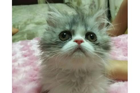 成約済の愛知県のペルシャ-1341の1枚目