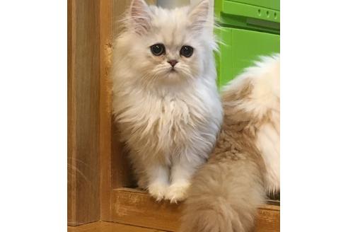 成約済の京都府のペルシャ(チンチラ)-1361の4枚目