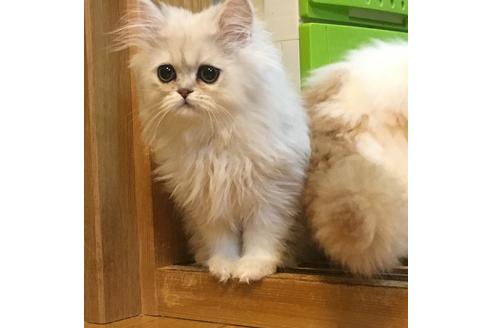 成約済の京都府のペルシャ(チンチラ)-1361の3枚目