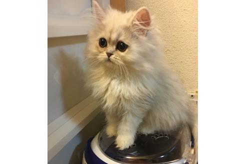 成約済の京都府のペルシャ(チンチラ)-1361の2枚目