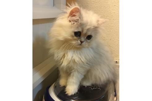 成約済の京都府のペルシャ(チンチラ)-1361の1枚目