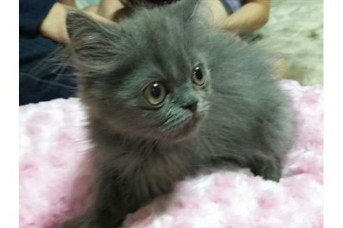 成約済の愛知県のペルシャ-1265の5枚目