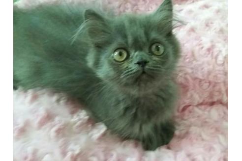 成約済の愛知県のペルシャ-1265の4枚目