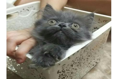 成約済の愛知県のペルシャ-1265の3枚目