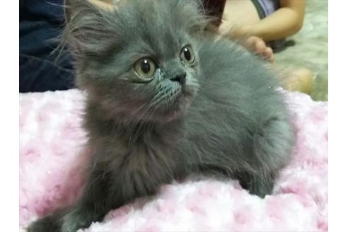 成約済の愛知県のペルシャ-1265の2枚目