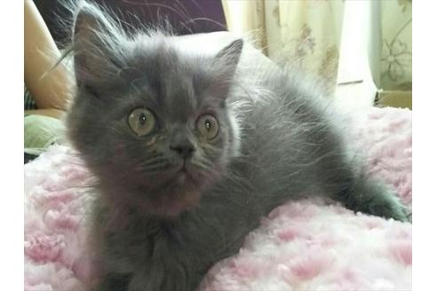 成約済の愛知県のペルシャ-1265の1枚目