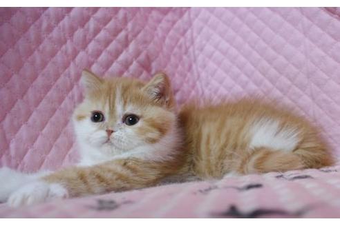 成約済の静岡県のエキゾチックショートヘア-1398の3枚目
