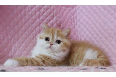 成約済の静岡県のエキゾチックショートヘア-1398の2枚目