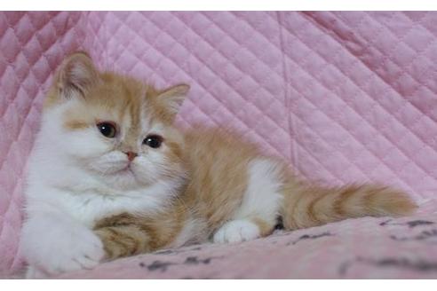 成約済の静岡県のエキゾチックショートヘア-1398の1枚目