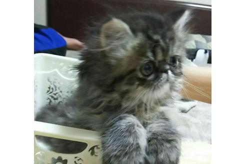 成約済の愛知県のペルシャ-1394の5枚目