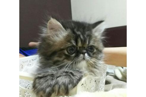 成約済の愛知県のペルシャ-1394の4枚目