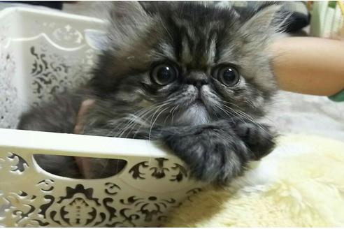 成約済の愛知県のペルシャ-1394の3枚目