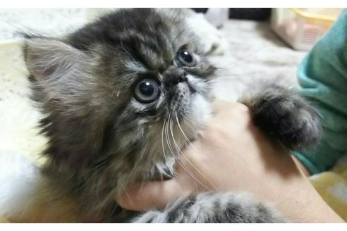 成約済の愛知県のペルシャ-1394の2枚目