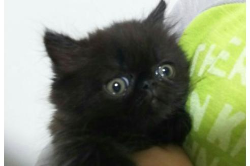 成約済の愛知県のペルシャ-1431の4枚目