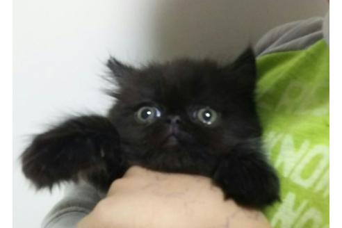 成約済の愛知県のペルシャ-1431の3枚目