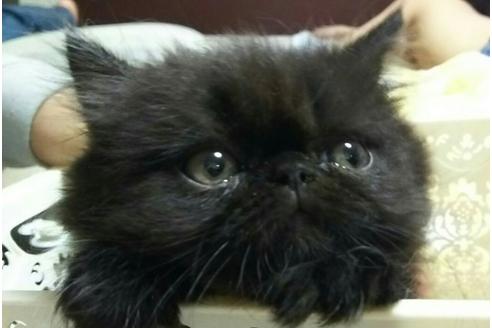 成約済の愛知県のペルシャ-1431の2枚目