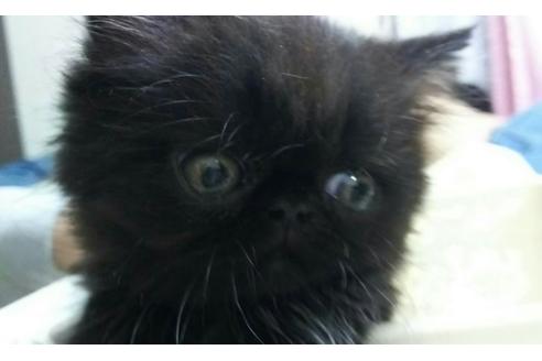 成約済の愛知県のペルシャ-1431の1枚目