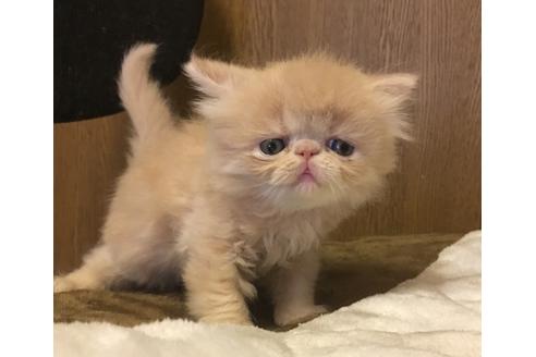 成約済の京都府のペルシャ-1395の5枚目