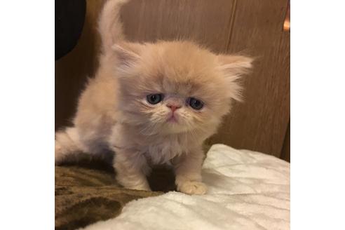 成約済の京都府のペルシャ-1395の4枚目