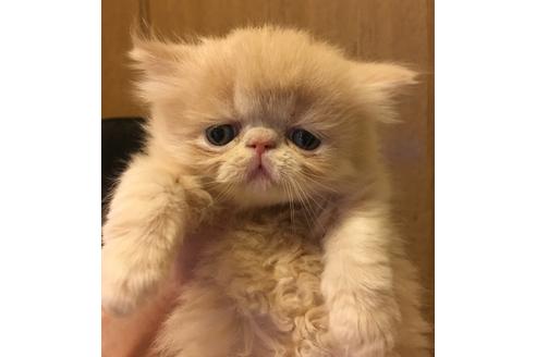 成約済の京都府のペルシャ-1395の3枚目