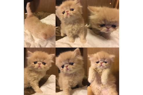 成約済の京都府のペルシャ-1395の1枚目