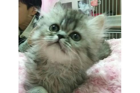 成約済の愛知県のペルシャ-1415の5枚目