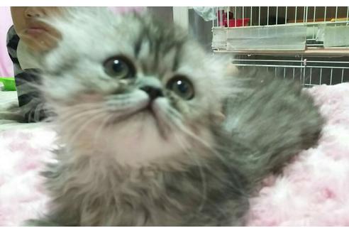 成約済の愛知県のペルシャ-1415の4枚目