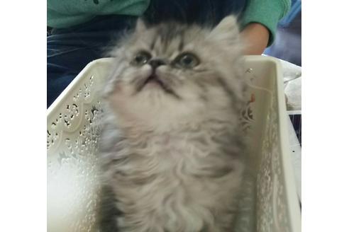 成約済の愛知県のペルシャ-1415の1枚目