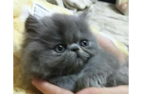 成約済の愛知県のペルシャ-1456の5枚目