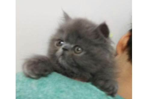 成約済の愛知県のペルシャ-1456の4枚目