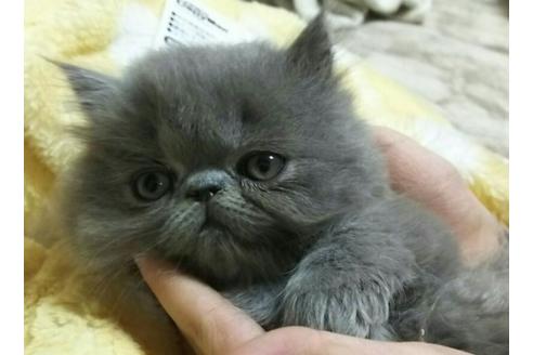 成約済の愛知県のペルシャ-1456の2枚目