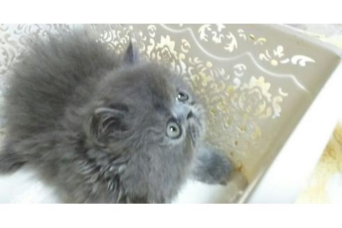 成約済の愛知県のペルシャ-1456の1枚目