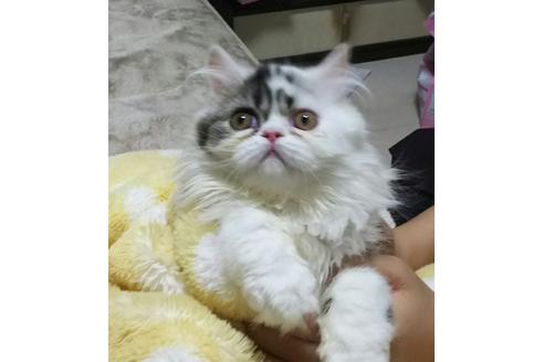 成約済の愛知県のペルシャ-1374の4枚目