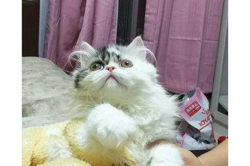 成約済の愛知県のペルシャ-1374の3枚目