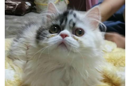 成約済の愛知県のペルシャ-1374の2枚目