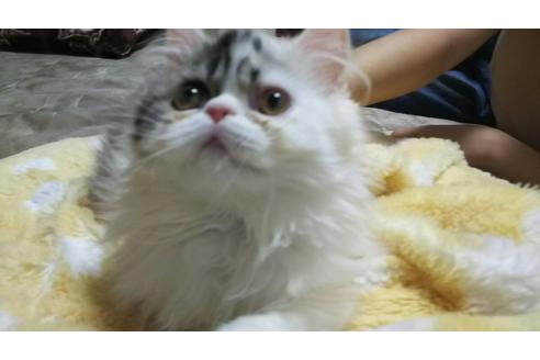 成約済の愛知県のペルシャ-1374の1枚目