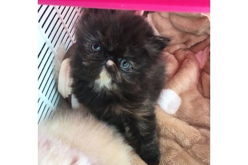 成約済の京都府のペルシャ-1479の4枚目