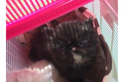 成約済の京都府のペルシャ-1479の3枚目