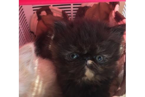 成約済の京都府のペルシャ-1479の1枚目