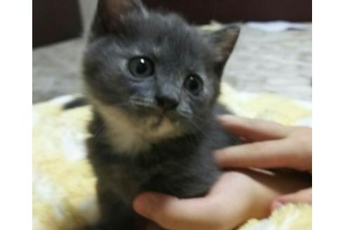 成約済の愛知県のマンチカン-1455の5枚目