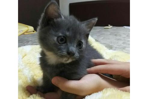 成約済の愛知県のマンチカン-1455の4枚目