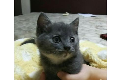 成約済の愛知県のマンチカン-1455の3枚目